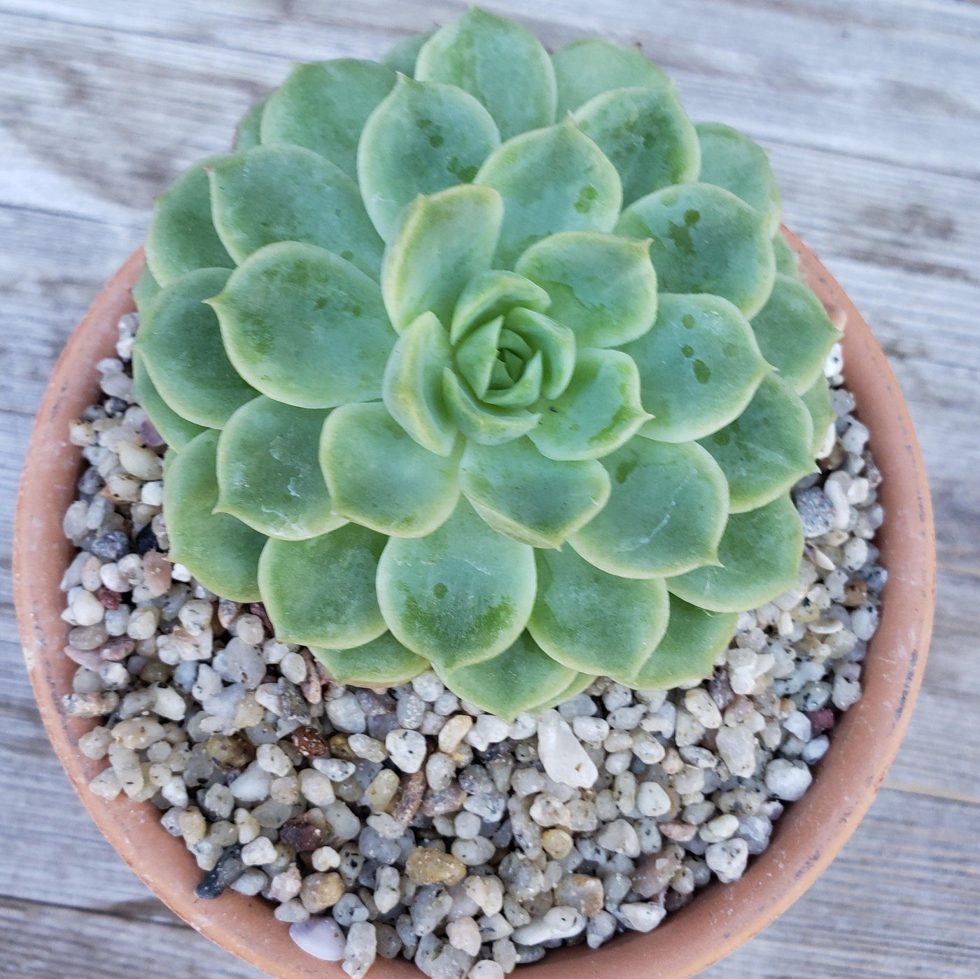 white top dressing for succulents 1 Lb 1/8 White Criva River Rock Cactus and Succulent Top Soil Dressing – Planet Desert