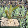 Jellyfish Head - Euphorbia stellata