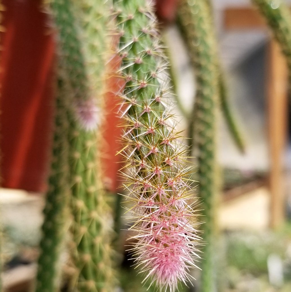 Aporocactus flageliformis rat 3 Cuttings