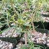 Euphorbia hedyotoides