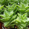 Aloe Juvenna