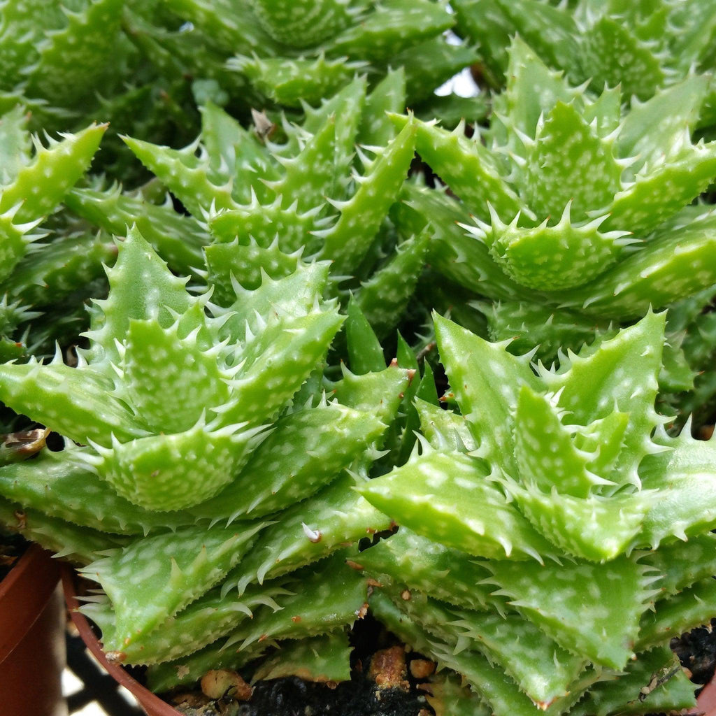Aloe juvenna