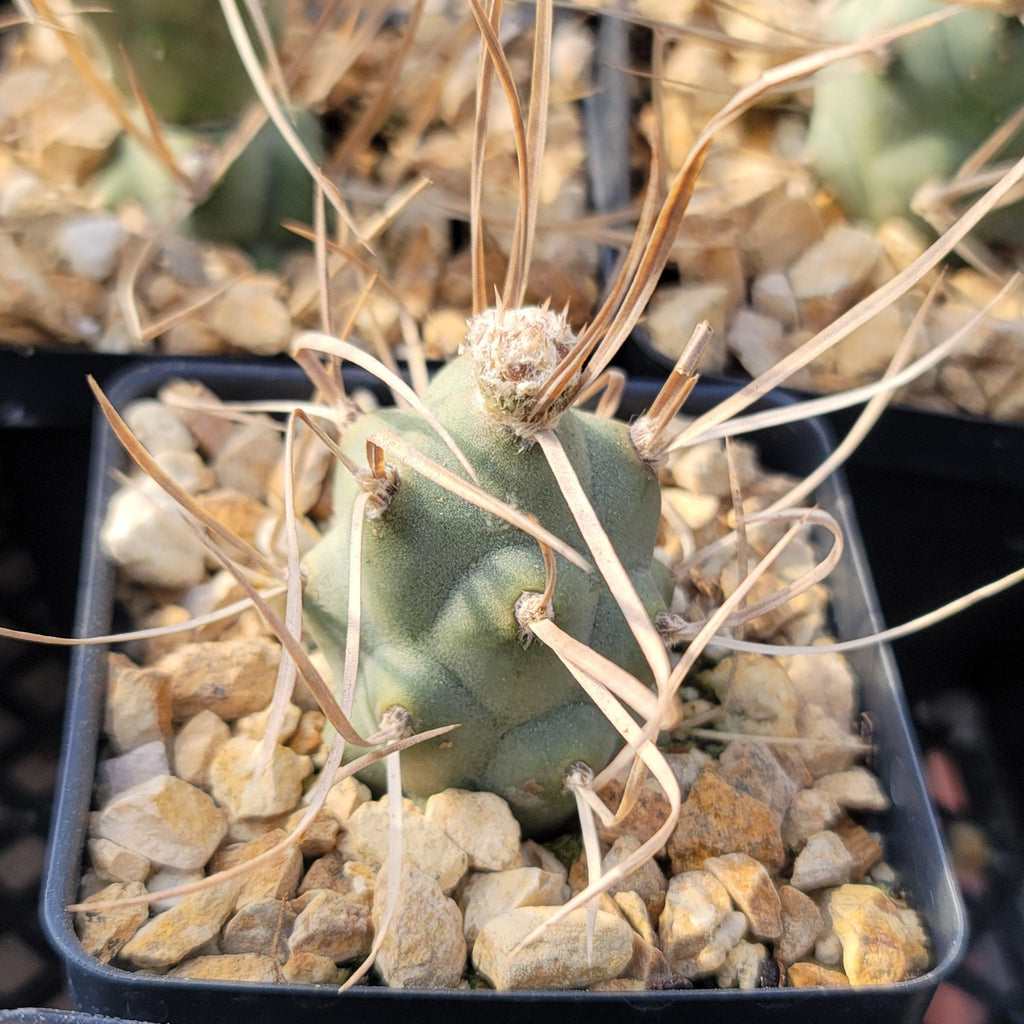 Tephrocactus aoracanthus