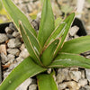 Agave victoria reginae variegata