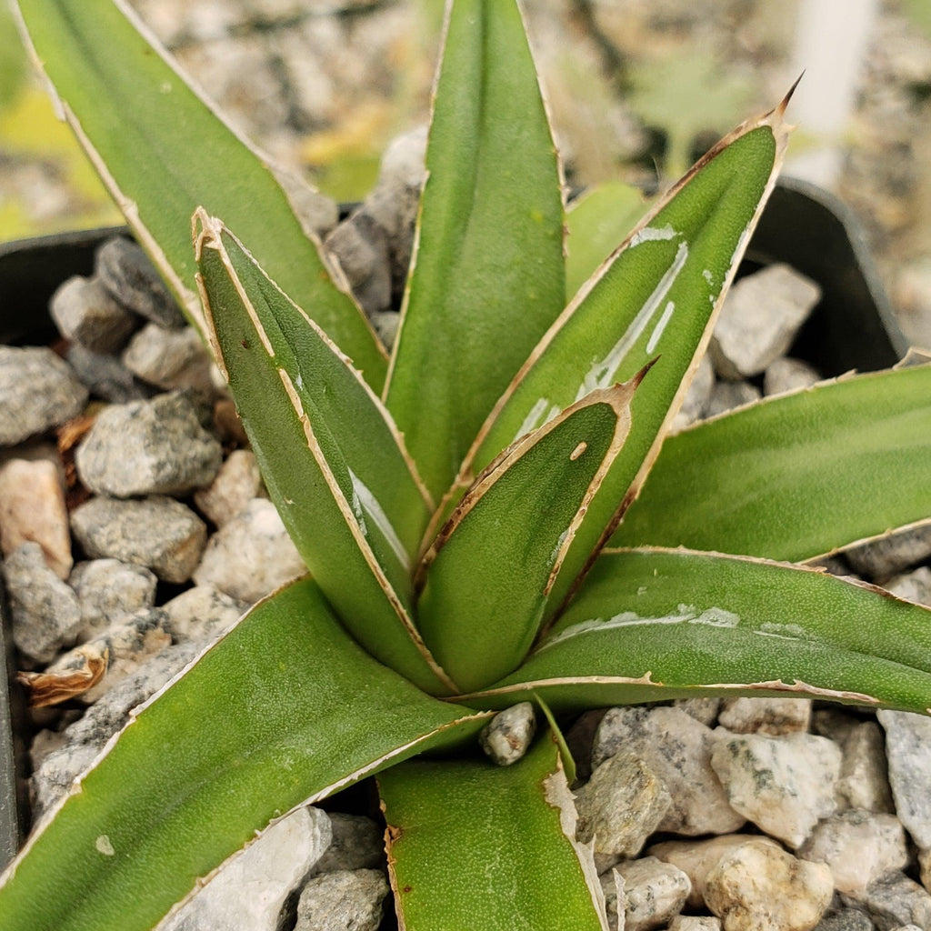 Agave victoria reginae variegata