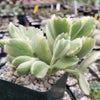 Variegated Bear Paw Succulent - Cotyledon ladismithiensis Variegata