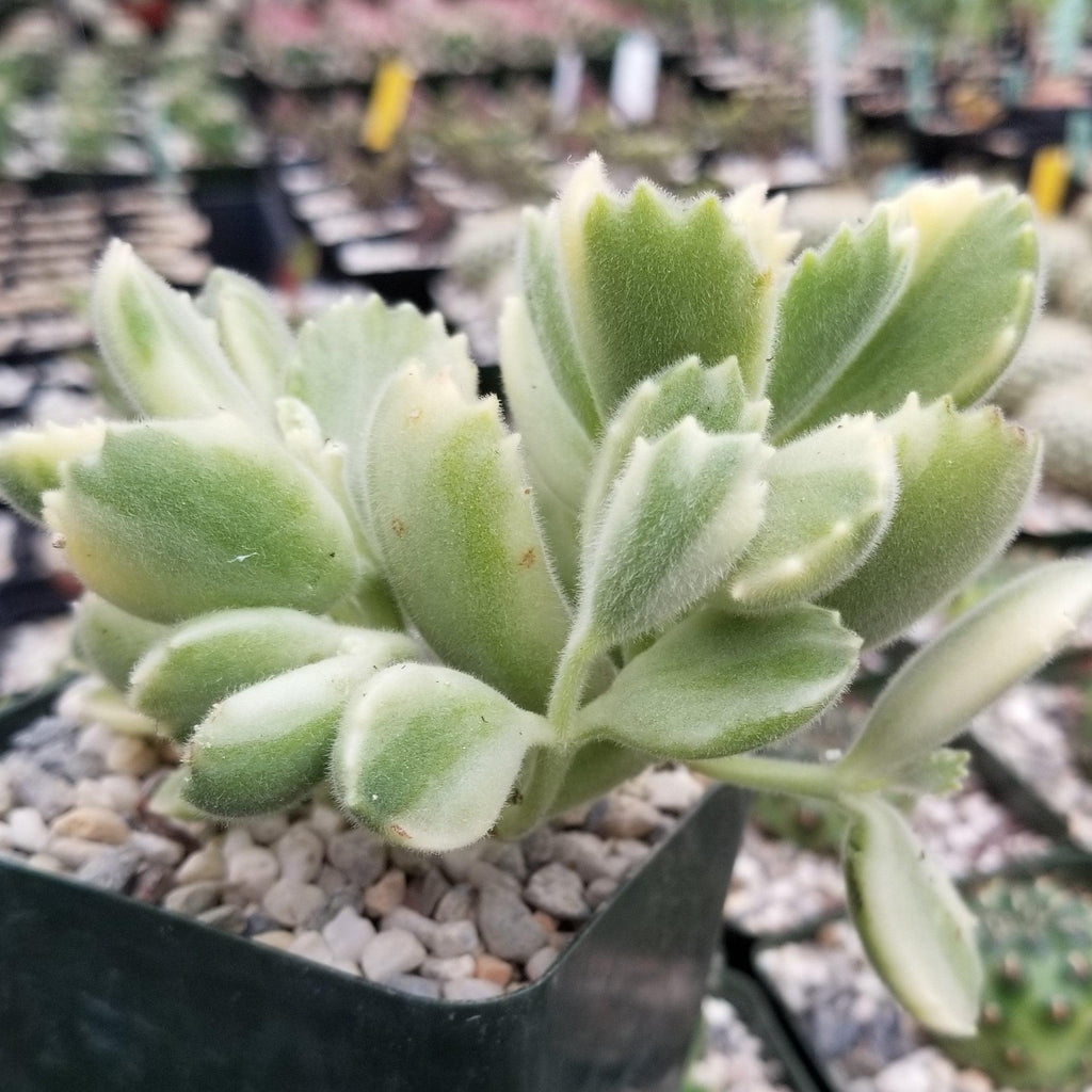 Variegated Bear Paw Succulent - Cotyledon ladismithiensis Variegata