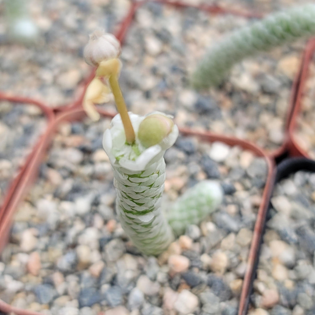 Avonia papyracea namaensis