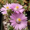 Pink Ice plant Succulent &