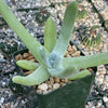 Dudleya pachyphytum