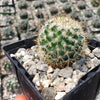 Mammillaria yucatanensis