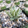 Aloe erinacea