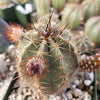 Echinocereus ochoterenae