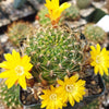 Sulcorebutia muschii