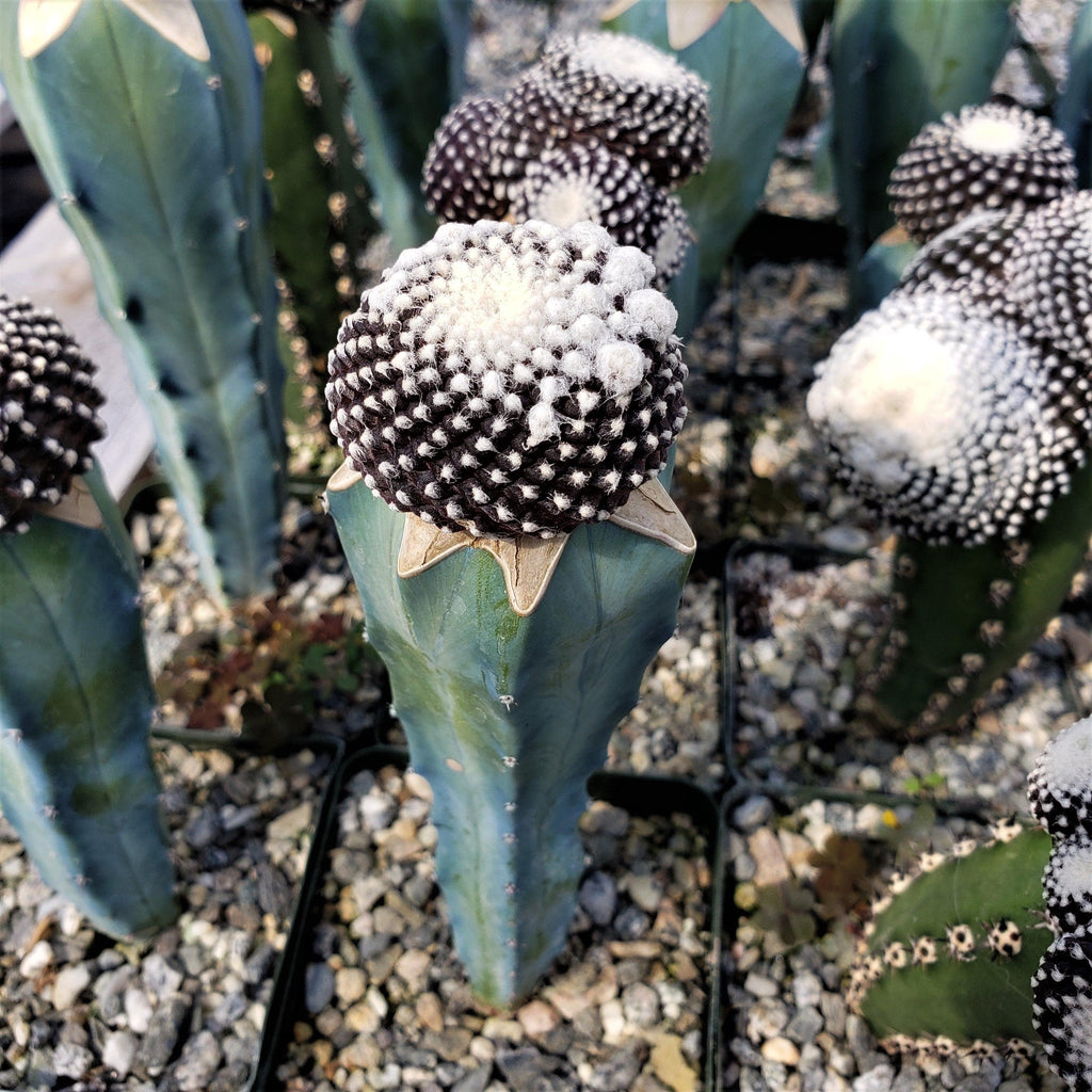 Copiapoa tenuissima grafted Large