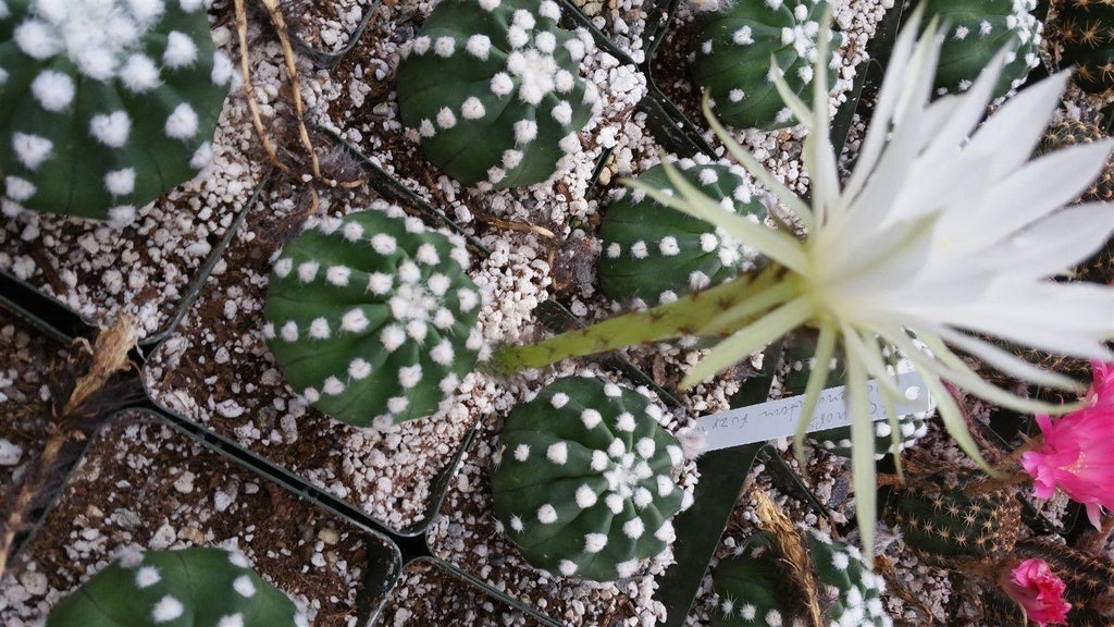Domino Cactus - Echinopsis subdenudata &
