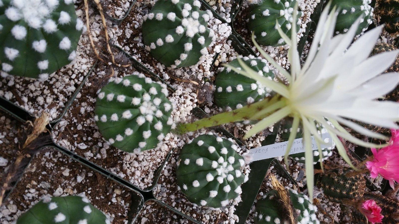 domino succulent Domino Cactus