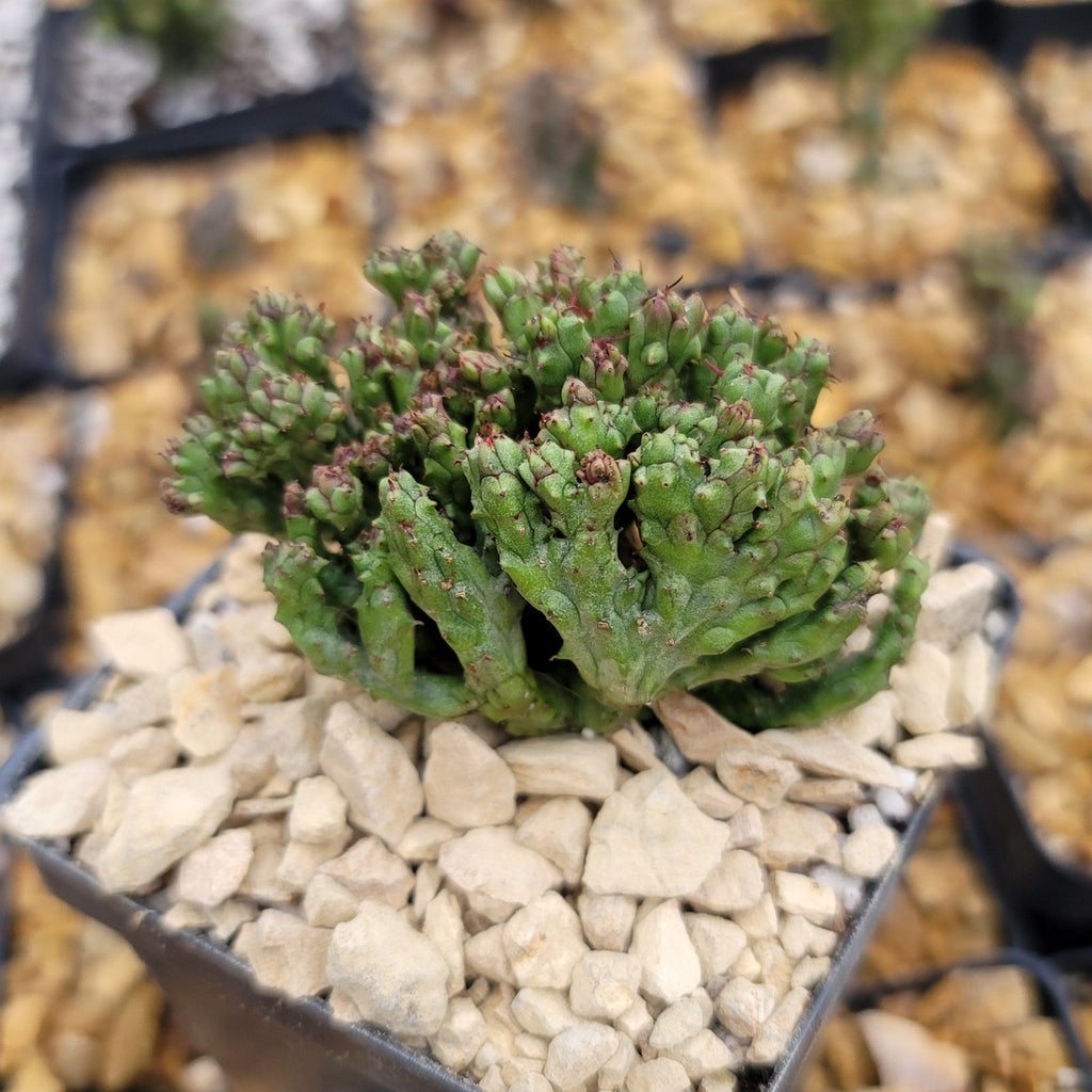 Euphorbia enopla coral