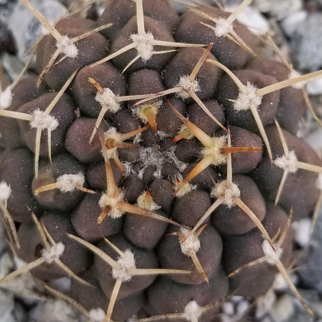 Gymnocalycium shroederianum longispinum