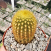 Weberbauerocereus johnsonii