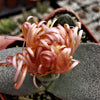 Pleiospilos simulans