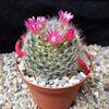 Mammillaria bocasana v. rosalviflora