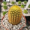 Weberbauerocereus johnsonii