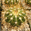 Buiningia brevicylindrica var. longispina
