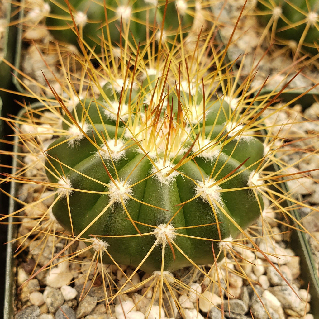 Buiningia brevicylindrica var. longispina