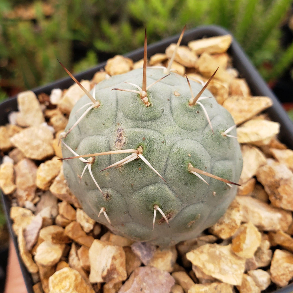 tephrocactus geometricus alexanderi