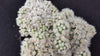 Mammillaria gracilis fragilis monstrose