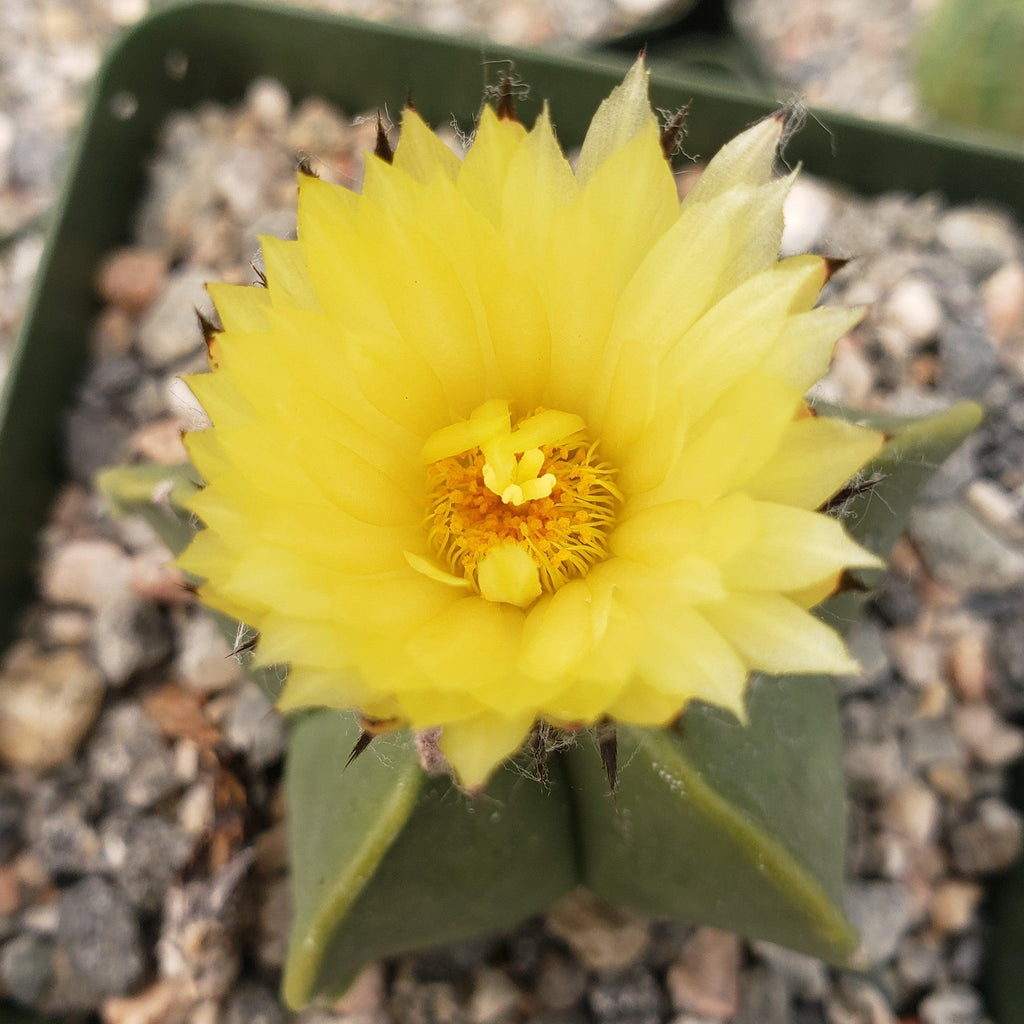 Astrophytum myriostigma var. nudum