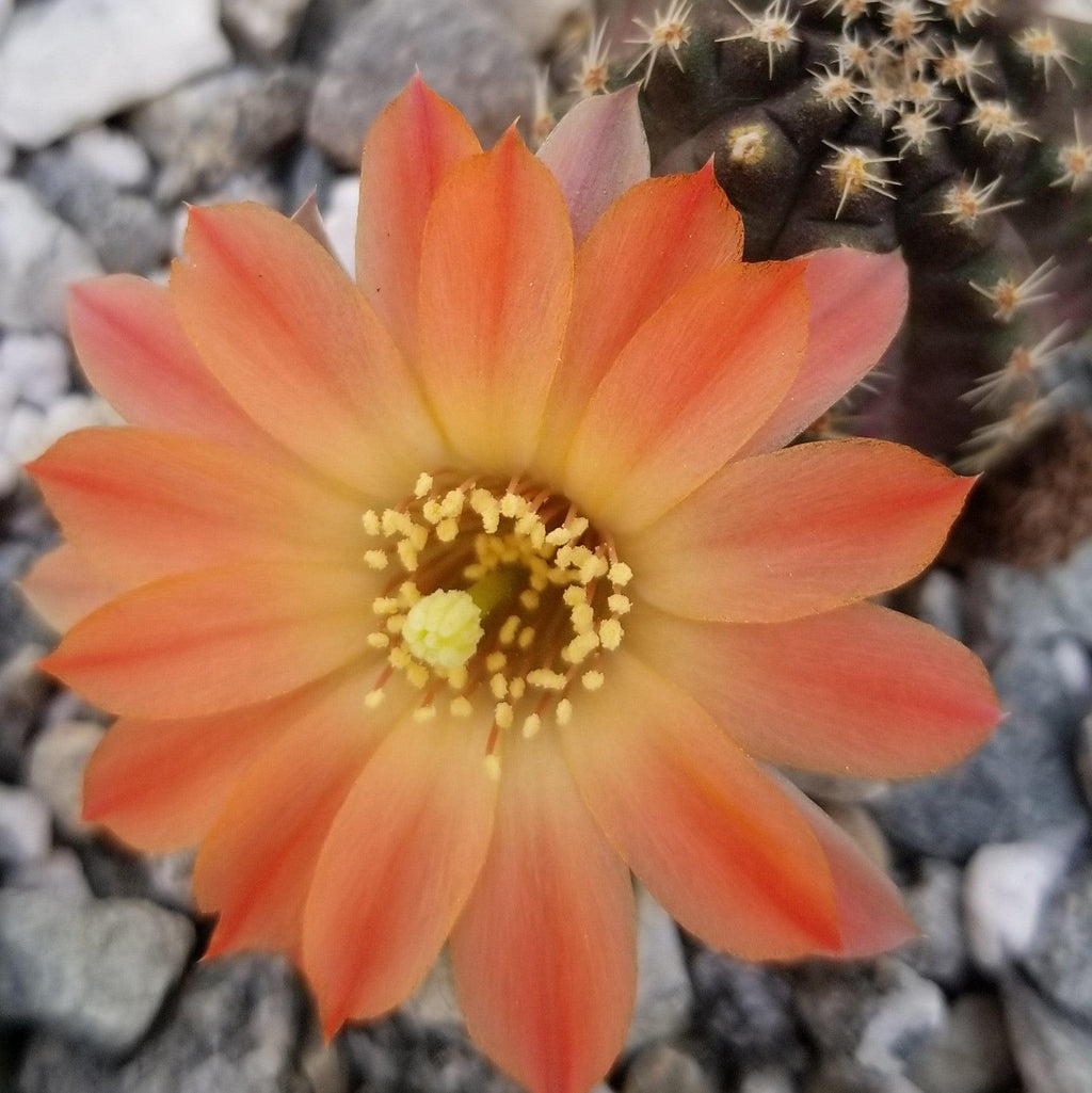 Mediolobivia Tropaolipicta