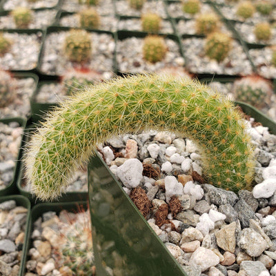 Monkey Tail Cactus – Cleistocactus colademononis 