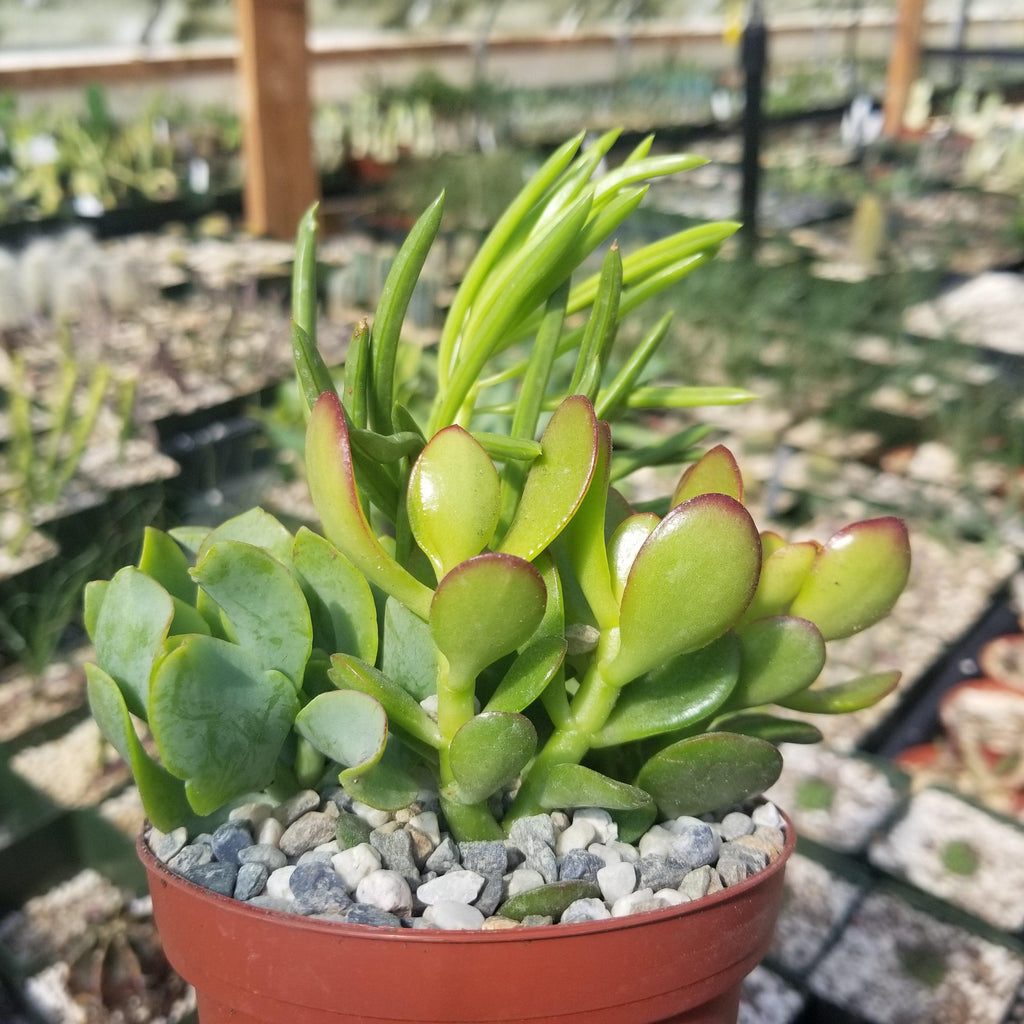 Succulent Garden Arrangement