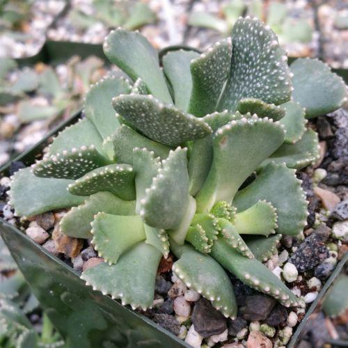 Aloinopsis malherbei