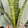 Mother in Law Plant ‘Sansevieria trifasciata’ Snake Plant