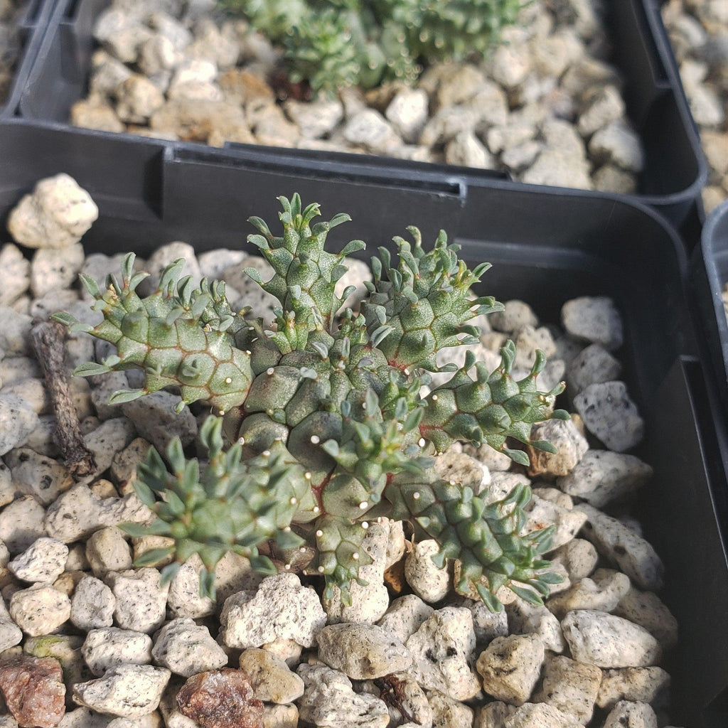 Euphorbia atroviridis