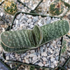 Gasteria bicolor liliputana