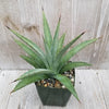 Agave nussaviorum Large