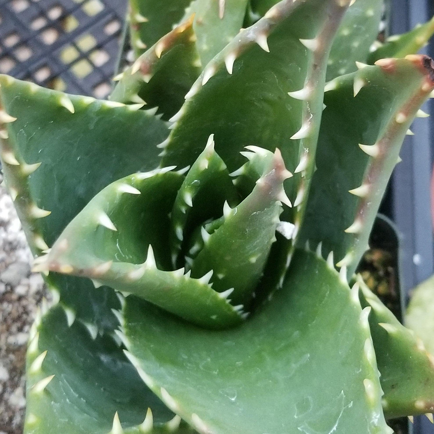 t rex succulent Aloe t-rex 4"Pot