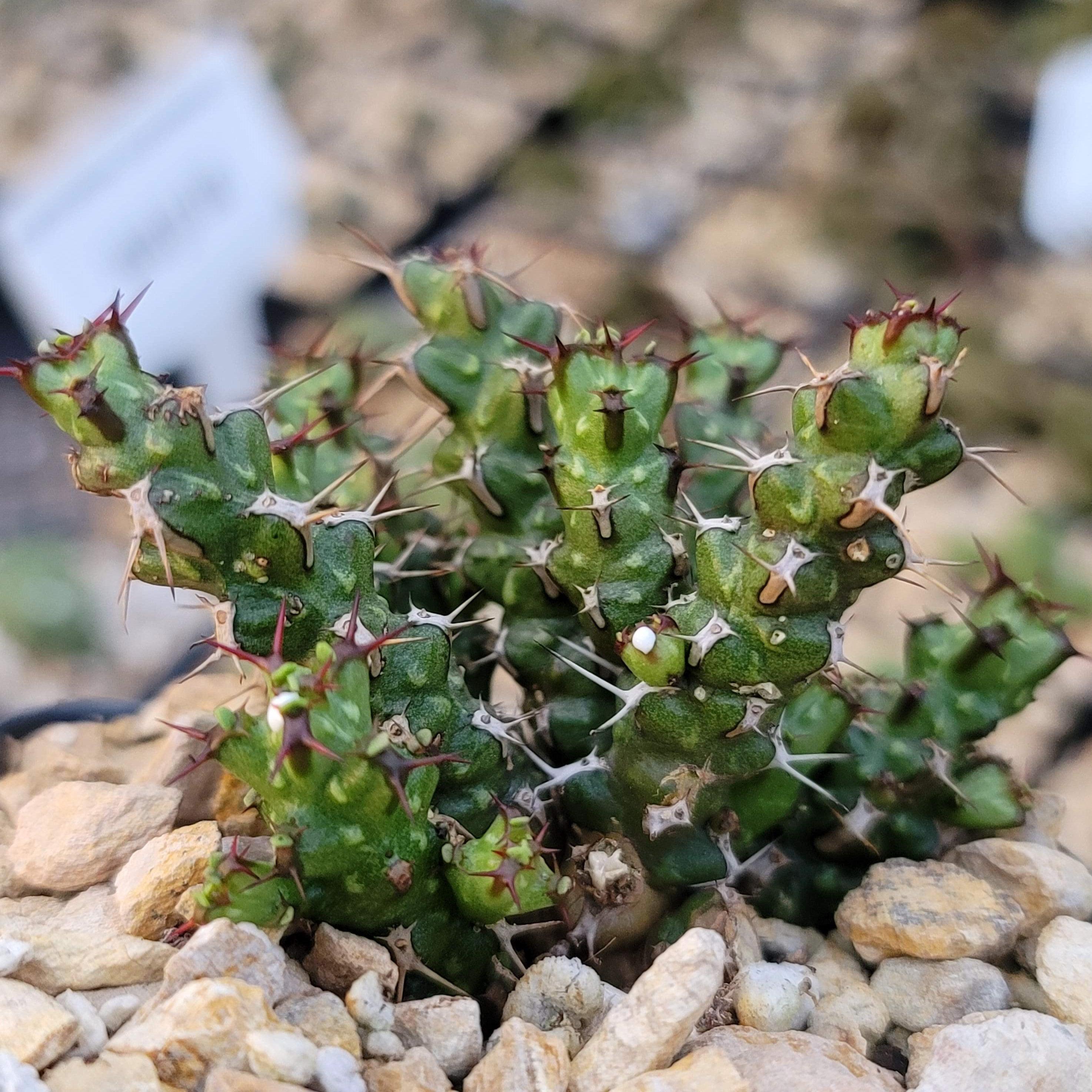 Euphorbia lenewtonii