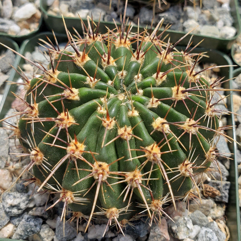 Echinopsis Sierra Grandensis
