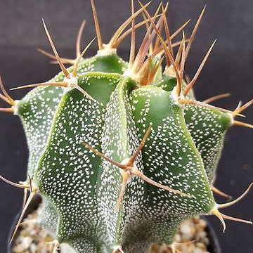 astrophytum ornatum Monk's Hood