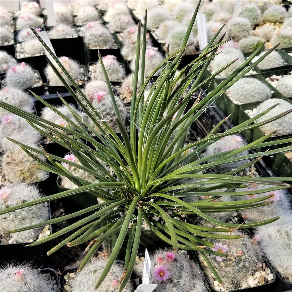 Agave geminiflora Large