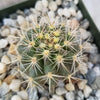 Ferocactus flavovirens