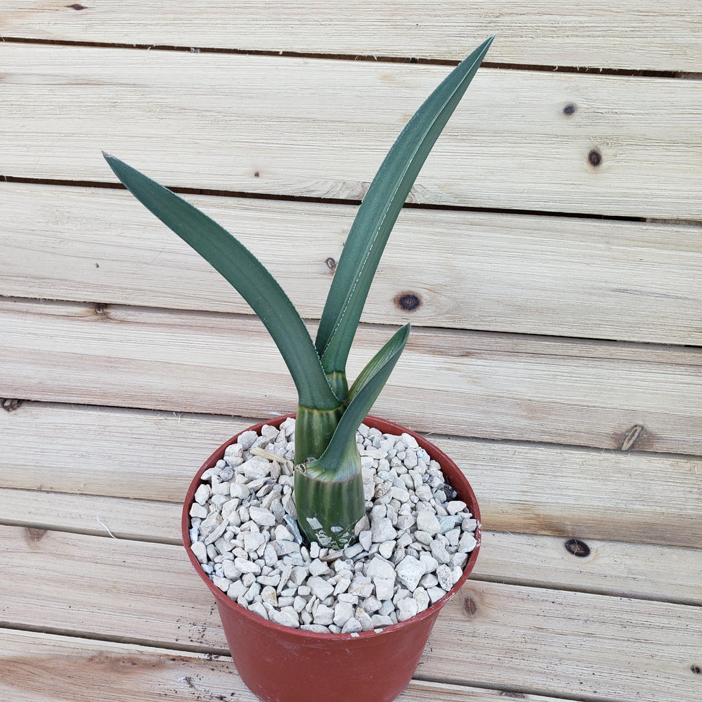 Eulophia petersii Desert Orchid Large