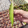 Hylocereus undatus Pitahaya Dragon Fruit cutting