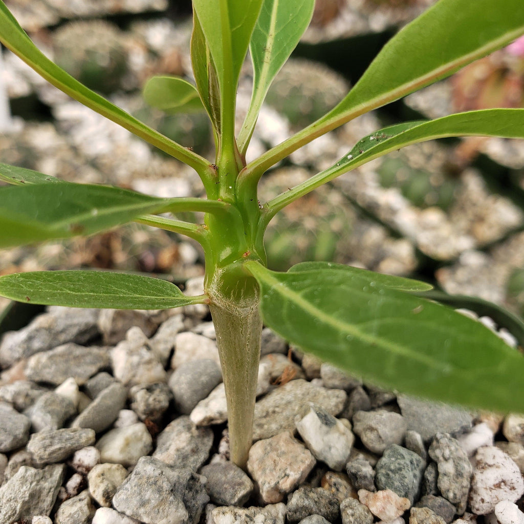 Fouquieria ochoterenae