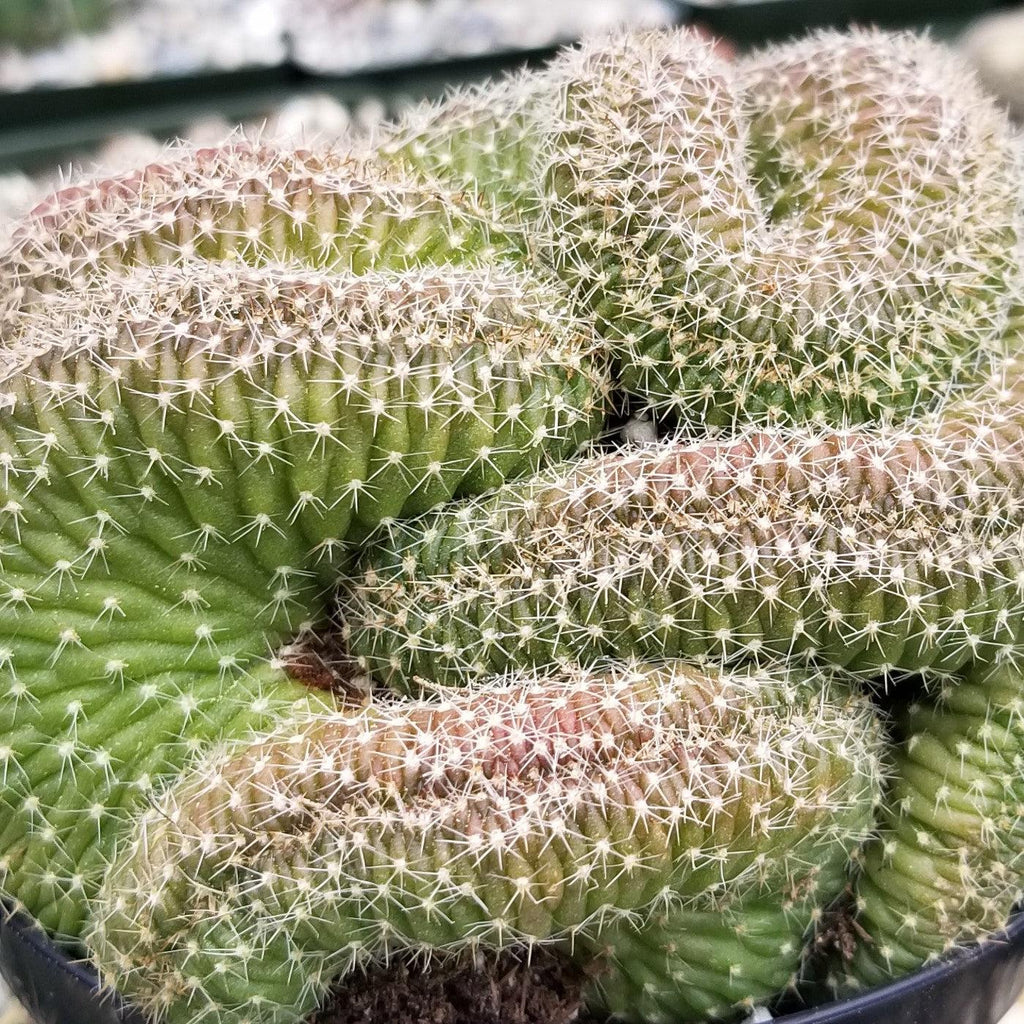 Lobivia or Echinopsis flambeau cristata